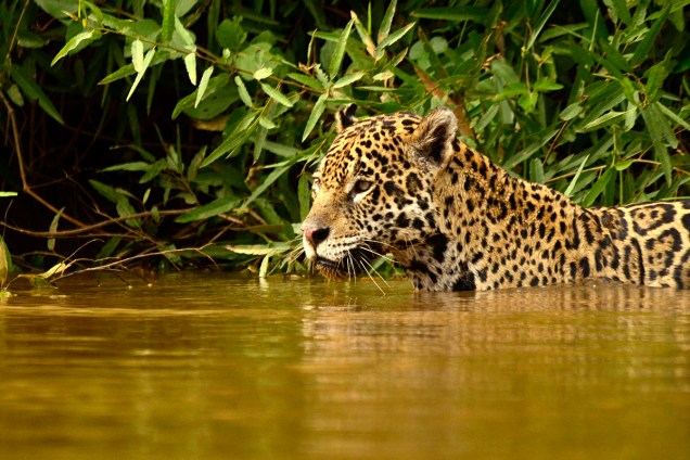 wild pantanal